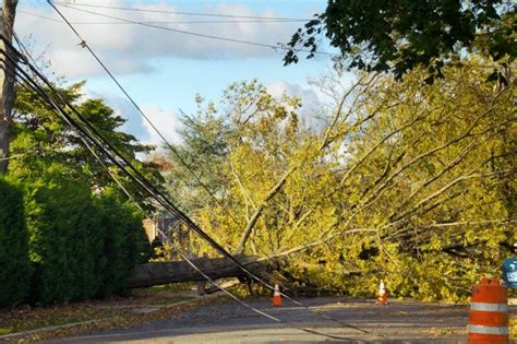 What To Do If a Tree Falls on Your Powerlines During Central 